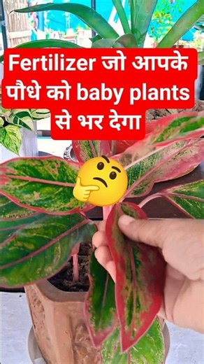 Best Aglaonema Care Tips 🤔🪴 #garden #gardening #plants#trending #youtube #terracegardenindia