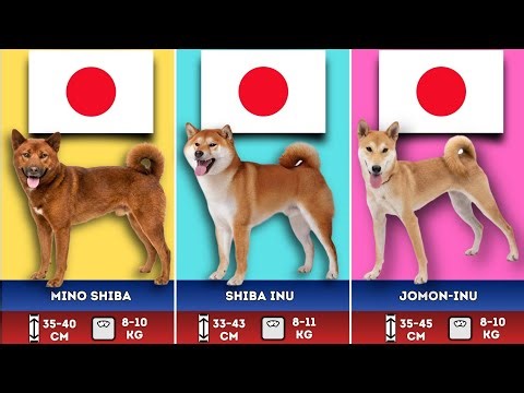Every Dog Breed from Japan: Ranked by Size