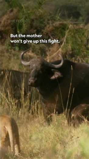 When you mess with one Cape buffalo, you get the whole squad 😤 #TheFlood