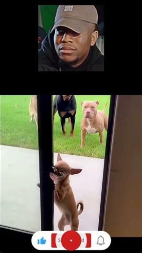 try not to laugh #part88 #laugher #memes #laugh #funny #comedy #trynottolaugh #shortsfeed #shorts