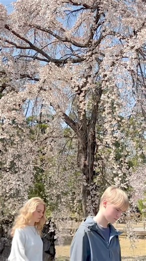 世界遺産二条城の桜が満開 #京都 #観光