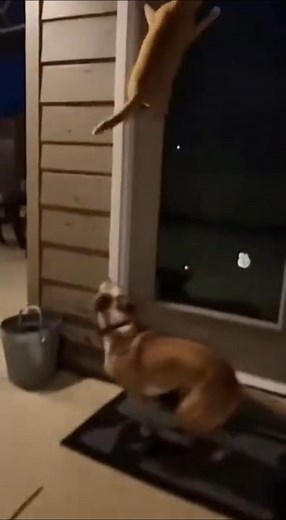 Nighttime Chase! Dog Suddenly Chases Two Cats Across the Patio 😱🐕🐈