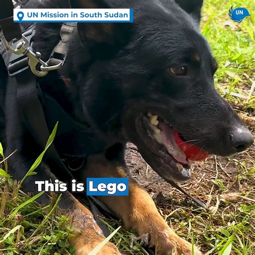 Lego, a demining dog who works with UNMAS & the United Nations Mission in South Sudan (UNMISS), detects explosive remnants of war in #SouthSudan. Follow her daily routine 👇 as she and her comrades work tirelessly to clear land of explosive hazards so that communities can use them without fear. #PeaceBegins | United Nations Peacekeeping