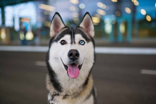 25 Dogs That Look Like Huskies