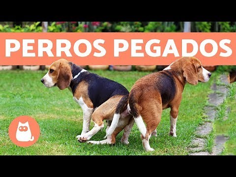Perros pegados después de aparearse, ¿cuál es la razón?