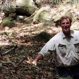 🐸 There are four or five frog types that live in the riverside rainforest at Bundanon Trust. The Stuttering Frog hasn’t lived there for a while but thanks to a partnership with Shoalhaven Landcare who received funding from the #NSWEnvironmentalTrust, it is being ‘rewilded’ there this week.🐸 🐸 🐸 Michael Andrews,Natural Resources manager at Bundanon Trust, hopes they’ll be welcome with open arms. The project launch is Friday Dec 1 when the Trust are also hosting a Landcare Working Bee. If you’