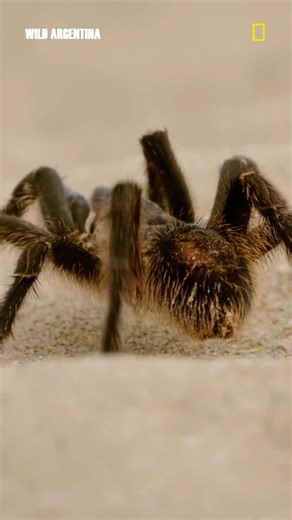 National Geographic Animals on Instagram: "Male tarantulas use pheromones, or chemical scents to find females to mate with. But it's unclear if only receptive females produce male-attracting pheromones. Males also engage in elaborate courtship rituals, including taps and vibrations. Males tap on the female's silk threads, and high-frequency movement of their legs transmits seismic signals. #natgeowild #tarantulas #wildargentina"