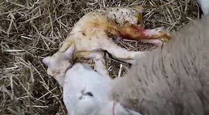 Have you ever seen a lamb being born? As it's lambing season, here's a video of a birth of a lamb! Erioed wedi gweld oen yn cael ei eni? Gan ei fod yn dymor yr wyna, dyma fideo o oen bach yn dod i'r byd! | Coleg Penybont - Bridgend College