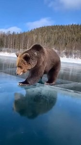 3M views · 49K reactions | A #bear fails to catch a #fish under the ice. #fishing | Ira Krasotkina | Facebook