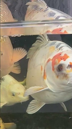 Meet Bob, the fish with a ‘human face’ #shorts