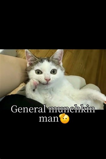 You better not mess with my gang 😤 #funnycatvideos #cats #viralmemes #fyp