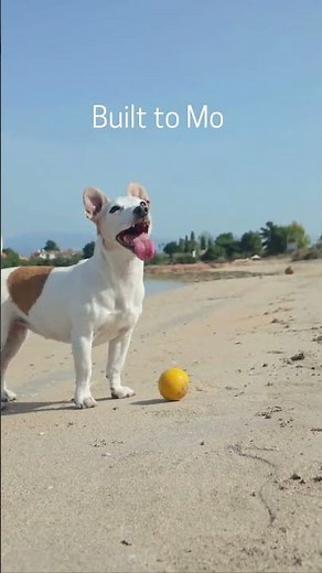 Jack Russell: Small Dog or Full-Time Job?
