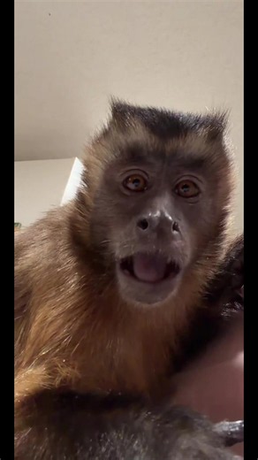 Capuchin Monkey Reacts to 2,000 Live Viewers — Celebrity Moment