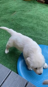 🧐Ever wonder what’s going through your dog’s mind? ➡️When puppies “wave” their paw, it’s not just adorable—it’s actually a natural communication signal! 👀 ✅Dogs use their paws to get attention, test boundaries, and even show affection. In puppy development, they learn that movement—like pawing at littermates or their mother—gets a response. So when your puppy waves at you, they are trying to connect, initiate play, or even mimic your gestures! The key to raising a well-behaved puppy? Understan