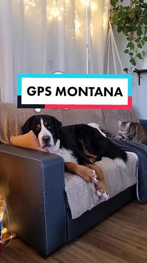 Test du nouveau tracker pour chien Maxi Zoo