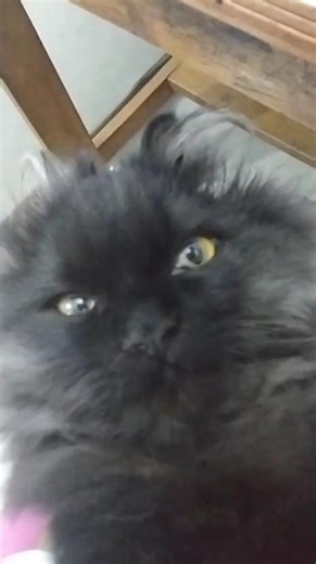 Onyx Turned Into Labubu