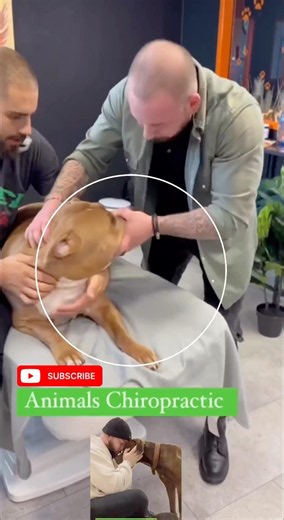 #chiropractic #dog #animals