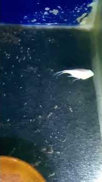 🐟 Looking for an easy fish to breed? Start with beginner-friendly egg layer fish!