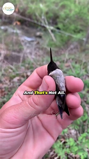 The Bee Hummingbird: The World’s Smallest Bird! 🐦✨ | Nature’s Tiny Marvel