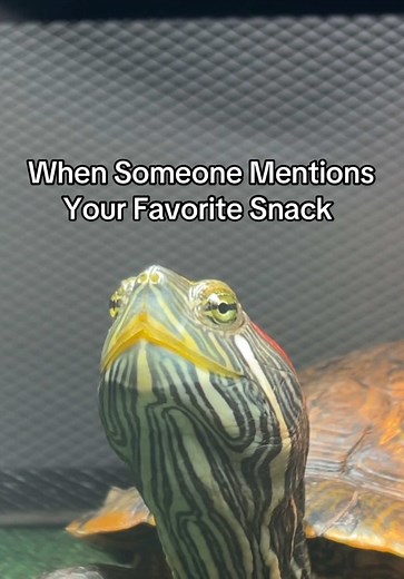 How to Get a Pet Turtle's Attention with Food