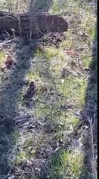 American woodcocks have not only a unique mating ritual—a so-called “sky dance” in which males perform what Audubon.org calls a “high, twisting flight, with chippering, twittering, bubbling sounds” to woo females—but also, at times, a funny walk, captured on video here by Justin Kemp in Cherokee County, Kansas and shared with us by Justin’s uncle, Tom Ross, who often contributes photos to us. Experts aren’t sure why woodcocks walk this way, but among the theories are that the birds are feeling f