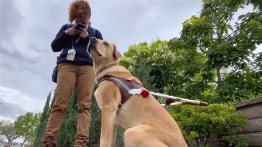 Some rideshare drivers illegally deny service to blind people with guide dogs