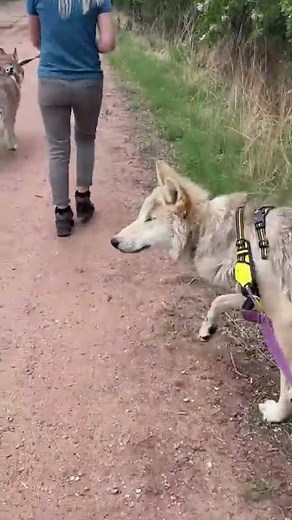 Wolfdog Goes To A Park & Sees People Dogs & One Angry Mother Deer He's A Wolfdog Named Bear #shorts