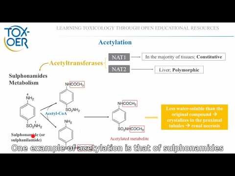 14 Phase II reactions Acetylation by acetyltransferases