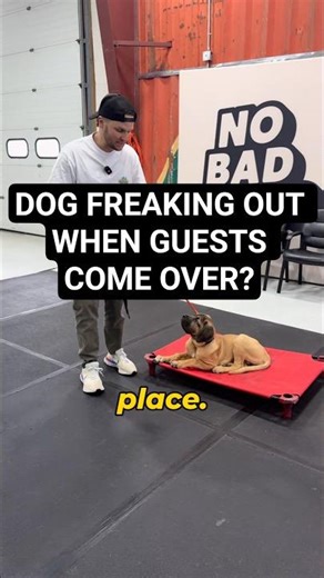 How to stop your dog from going crazy when guests come over