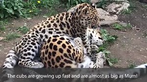 37K views · 2.2K reactions | Our Amur leopard cubs Lena and Luka are 8 months old today! They are now almost as big as mum but still enjoy being cubs and experiencing new things – in this case, bubbles!  #Cubdate #Bubdate #GrowingUpFast #Endangered #BringingTheZooToYou | Colchester Zoo | Facebook