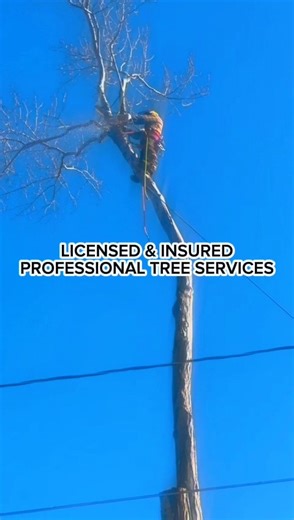 Licensed & insured tree services you can trust. Professional high-risk tree removal performed safely and correctly by experienced professionals. Serving Richmond, VA and surrounding areas. 📞 Call now: 804-921-8618 #TreeServices #TreeRemoval #LicensedAndInsured #ProfessionalTreeServices #HighRiskTreeRemoval #EmergencyTreeService #RichmondVA #TreeServiceRichmondVA #RichmondVirginia #CentralVirginia | Cactus Tree Services, LLC