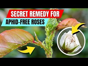 How to Get Rid of Aphids on Roses FAST 🌹 (No Chemicals – Just RESULTS!)