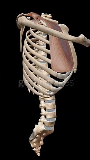 Pectoralis major muscle action// flexion at shoulder joint #anatomy #humanbiology #muscle