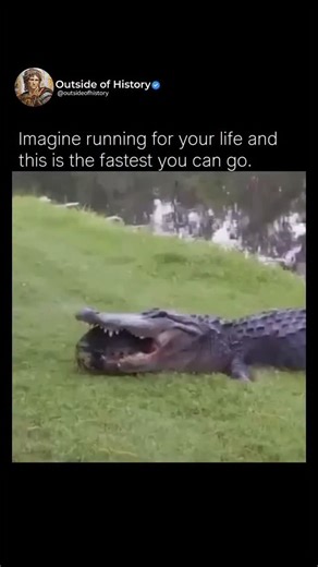 Outside of History on Instagram: "The crocodile is trying to eat the turtle but he is too slow, so what starts as a thrilling predator-versus-prey showdown worthy of a National Geographic special quickly turns into a comedy of errors where the crocodile lunges forward with all the menace of a shark auditioning for a soap opera, the turtle calmly retracts its head and limbs into its shell like a wise little armored philosopher saying "not today, buddy", the crocodile huffs, puffs, wiggles, slides