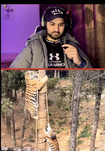 😱🐅 Feeding Tigers Like a Pro | Wild Moments Watch the intense and thrilling moment of feeding tigers up close! Experience the raw power, focus, and wild beauty of these majestic animals as professionals handle feeding time safely and skillfully. This is wildlife at its most exciting! #TigerFeeding #WildMoments #BigCats #WildlifeExperience #creatorsearchinsights