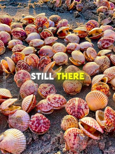 This Man SAVED a Scallop and Her Babies 🐚♥️ #USA