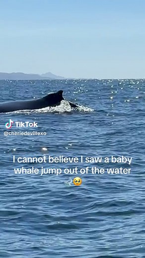 Increíble avistamiento de una ballena bebé en México