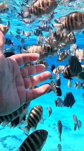 MAGNIFIQUE plongée en snorkeling sur un SPOT de Bora-Bora