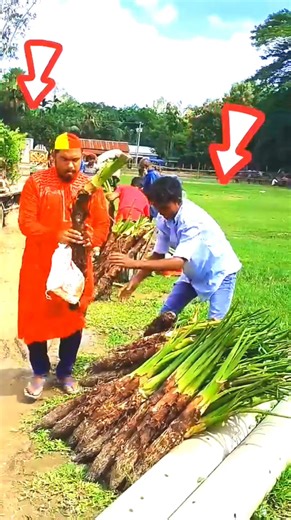 Hilarious Harvest Chaos! 😂🌱 Watch these funny farmers turn a simple harvest into a laugh riot! From tangled roots to unexpected teamwork, this video will leave you in stitches. Tag your friends and share the fun! 😂👇 #FunnyVideo #HarvestHumor #VillageLife #LaughOutLoud #funnyfarmers | sanjay