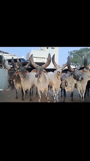 હા કાંકરેજ હા