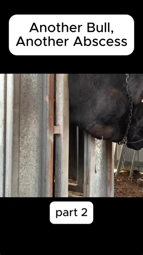 Another Bull, Another Abscess1 #cow #abscess #vet # | cow