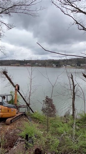 Using a telephone pole to push over a dangerous tree ‼️ ⚠️ ⛔️ #treework