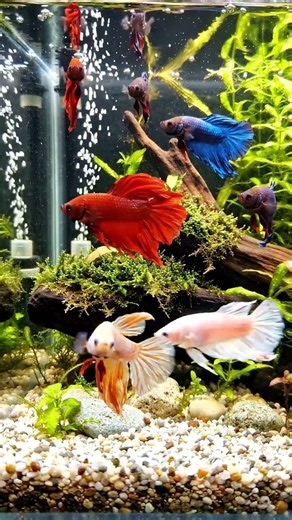 🐠 Beautiful Betta Fish Aquarium 🌿 Relaxing Music & Peaceful Water | Glass Fish Haven
