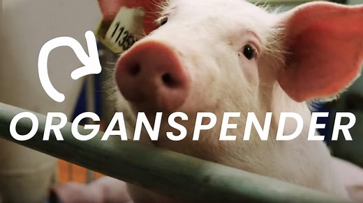 beta stories: Xenotransplantation - Wie Schweine zum Organspender für Menschen werden (S01/E02)