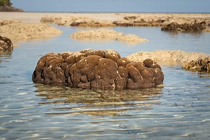 Brain coral on the natural white sand beach during sea water level...
