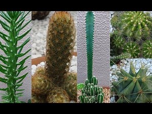 TOP 5 - CACTOS de FÁCIL CULTIVO