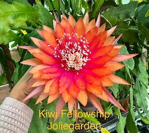 Epiphyllum “kiwi Fellowship” Cutting for Sale - Etsy