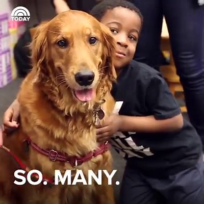 WATCH: This golden retriever is famous for her hugs, and we can see why! http://on.today.com/2bwMam6 | Today Show