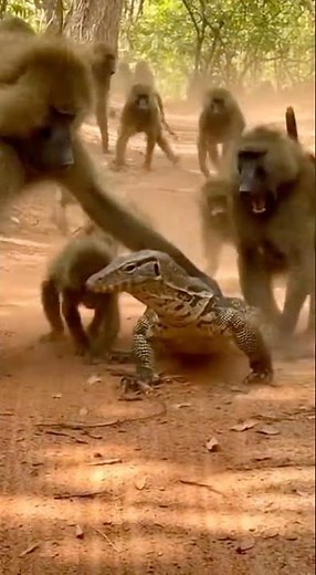 This Monitor Lizard Almost Didn't Make It Out Alive #wildlifeencounter #animalconfrontation #viral