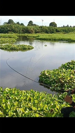 Terkaman toman purba jarak jauh saat umpan plopper #whoperplopper